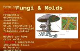 Fungi & Molds Fungi Are eukaryotic heterotrophs. Frequently decomposers, sometimes parasites. Usual structure is a mass of entangled filaments called Hyphae.