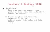 Lecture 2 Biology 1002 Objectives 1)Examine an example of a heterotrophic protist, Amoeba, that use pseudopodia for movement and feeding. 2)Examine the.