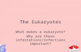 The Eukaryotes What makes a eukaryote? Why are these infestations/infections important?