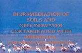 BIOREMEDIATION OF SOILS AND GROUNDWATER CONTAMINATED WITH PHENOLICS, CHLORINATED PHENOLS, PCP AND CREOSOTES.