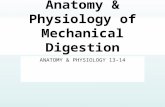 Anatomy & Physiology of Mechanical Digestion ANATOMY & PHYSIOLOGY 13-14.