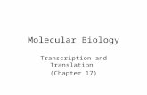 Molecular Biology Transcription and Translation (Chapter 17)