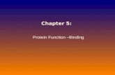 Chapter 5: Protein Function –Binding. Function of Globular Proteins: Ligand Binding 1. Reversible binding of ligands is essential –Specificity of ligands.