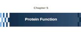 Chapter 5 Protein Function. Interaction of Proteins with Other Molecules Ligand  A molecule binding reversibly to a protein  Other proteins, or any.