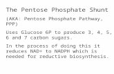 The Pentose Phosphate Shunt (AKA: Pentose Phosphate Pathway, PPP) Uses Glucose 6P to produce 3, 4, 5, 6 and 7 carbon sugars. In the process of doing this.