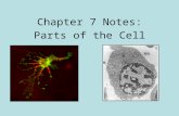 Chapter 7 Notes: Parts of the Cell. Cell Factoid of the Day How long do cells live? White blood cells typically live only 7-8 hours. That’s a short life!