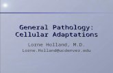 General Pathology: Cellular Adaptations Lorne Holland, M.D. Lorne.Holland@ucdenver.edu.