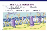 AP Biology The Cell Membrane *Very thin (7.5-10 nm) *Elastic *Semipermeable * Dynamic *lipid bilayer *Made of phospholipids, proteins, CHO& otherlipids.