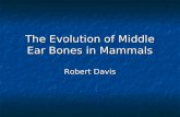 The Evolution of Middle Ear Bones in Mammals Robert Davis.