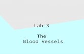 Lab 3 The Blood Vessels. Lab 3: Objectives Examine: –Slide #44 of artery, vein, and capillaries; #45 of atherosclerosis –Circulatory tree and torso models.