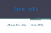 Stem cells Ahmad Sh. Silmi Msc,FIBMS. Terminology:  Totipotent cells: These cells have the potential to become any type in the adult body; any cell of.