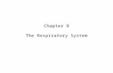 Chapter 8 The Respiratory System. 2 Objectives State the major developmental events of the respiratory system in the womb. Describe the key elements of.
