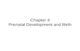 Chapter 4 Prenatal Development and Birth. Chapter 4- Prenatal Development Time of fastest development Conception –Ova (eggs) travels from ovary to uterus.