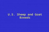 U.S. Sheep and Goat Breeds. World Sheep Breeds Breeds of Sheep –235 breeds world wide