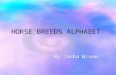 HORSE BREEDS ALPHABET By Tosha Wixom. ARABIAN HORSE  The Arabian Horse originated on the Arabian Peninsula  It’s head shape & high tail carriage is.