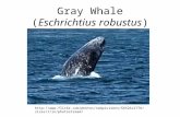 Gray Whale ( Eschrichtius robustus )