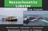 All photos: E. Burke Massachusetts Lobstermen’s Association Massachusetts Division of Fisheries Massachusetts Lobster Promotion and Labeling Program.