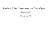 Lecture 4: Phylogeny and the Tree of Life Campbell: Chapter 26.