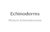 Echinoderms Phylum Echinodermata. Include sea stars, sea urchins, sea cucumbers