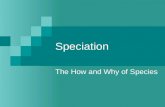 Speciation The How and Why of Species. What is a Species? A species is one or more populations of organisms with the potential to interbreed with one.