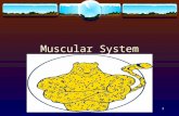 1 Muscular System. 2 I. Introduction to the Muscular System A. Functions of Muscular System 1. Skeletal muscle tissue forms skeletal muscles, organs that.