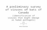 A preliminary survey of viruses of bats of Canada (identification of viruses that might emerge as human pathogens)