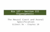 Bio 127 - Section III Organogenesis The Neural Crest and Axonal Specification Gilbert 9e – Chapter 10.