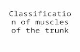 Classification of muscles of the trunk. Figure 4.1.