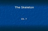 The Skeleton Ch. 7. 206 bones in human body 206 bones in human body Skeleton is divided into: Axial skeleton (80) - Skull, Thoracic Cage, and Vertebral.