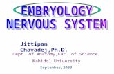 Jittipan Chavadej,Ph.D. Dept. of Anatomy,Fac. of Science, Mahidol University September,2000.