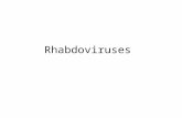 Rhabdoviruses. Rhabdoviridae Rhabdos (greek)rod Pathogens of mammals, birds, fish, plants.