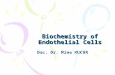 Biochemistry of Endothelial Cells Doc. Dr. Mine KUCUR.