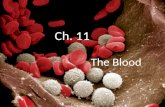 The Blood Ch. 11. Blood Work Hemotology Erythrocytes Blood types Leukocytes Hemostasis Copyright © The McGraw-Hill Companies, Inc. Permission required.