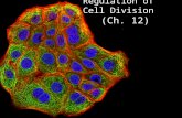 Regulation of Cell Division (Ch. 12) Coordination of cell division A multicellular organism needs to coordinate cell division across different tissues.