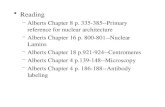Reading –Alberts Chapter 8 p. 335-385--Primary reference for nuclear architecture –Alberts Chapter 16 p. 800-801--Nuclear Lamins –Alberts Chapter 18 p.921-924--Centromeres.