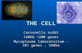 THE CELL Carsonella ruddi 160Kb