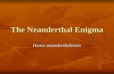 The Neanderthal Enigma Homo neanderthalensis. Who were they? Species restricted to Europe, eastern Middle East during height of Ice Age Species restricted.