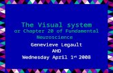 The Visual system or Chapter 20 of Fundamental Neuroscience Genevieve Legault AHD Wednesday April 1 st 2008.