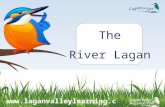 The River Lagan . Katie kingfisher lives along the River Lagan. She loves living there and thinks she’s the luckiest bird.