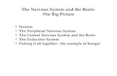 1 The Nervous System and the Brain- The Big Picture Neuron The Peripheral Nervous System The Central Nervous System and the Brain The Endocrine System.