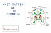 BY PROF. SAEED ABUEL MAKAREM. White matter of Cerebrum Each cerebral hemisphere consists of: Each cerebral hemisphere consists of: 1- Cerebral cortex: