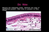 Observe the following slide. Identify the type of epithelium present. What else is present in this slide? Do Now.