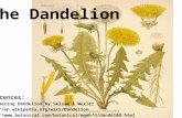 References: The Amazing Dandelion by Selsam & Wexler   The.