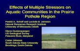 Effects of Multiple Stressors on Aquatic Communities in the Prairie Pothole Region Patrick K. Schoff and Lucinda B. Johnson Natural Resources Research.