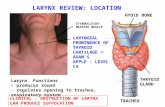 LARYNX REVIEW: LOCATION LARYNGEAL PROMINENCE OF THYROID CARTILAGE = ADAM'S APPLE - LEVEL C4 HYOID BONE TRACHEA THRYOID GLAND Larynx Functions - produces.