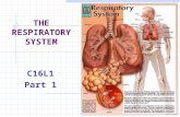 THE RESPIRATORY SYSTEM C16L1 Part 1 What does the respiratory system do? How do the parts of the respiratory system work together? How does the respiratory.