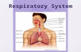 Respiratory System. The Process of Respiration Respiration includes the following processes: 1.) Ventilation, which moves air into and out of the lungs.