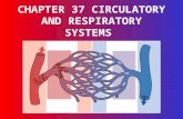 CHAPTER 37 CIRCULATORY AND RESPIRATORY SYSTEMS. The Circulatory System 37-1 Key Questions: What are the structures of the circulatory system? What are.