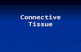 Connective Tissue. Binds together, supports and strengthens other body tissues Binds together, supports and strengthens other body tissues Protects and.