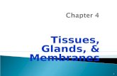 Tissues, Glands, & Membranes 1. 2 Tissue - group of cells similar structure and function along with similar extracellular substances between the cells.